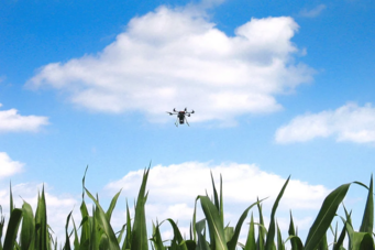 Drohne verteilt Trichogramma-Schlupfwespen über Mais – natürliche Schädlingsbekämpfung mit geringem Aufwand. Drohne verteilt Trichogramma-Schlupfwespen über Mais – natürliche Schädlingsbekämpfung mit geringem Aufwand. - Mais_edited